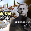 우리나라 토종 벚꽃 왕벚나무를 찾아서 이미지