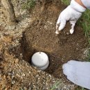 강아지 펫 헤븐 이미지