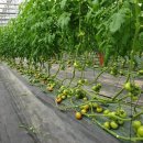 근영농장 이미지