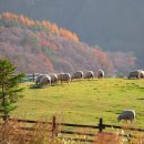 춘향목장 이미지