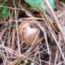 송이농장 이미지