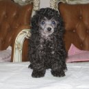 한국참피온 이미지