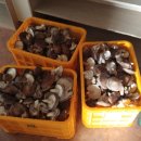 다올농장 이미지