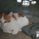 고롱고롱 이미지