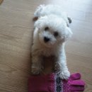 우리집코코 이미지