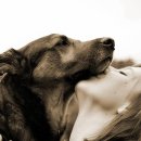 Idogcare 네이버블로그