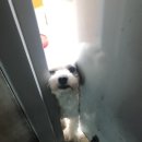 뒹구리