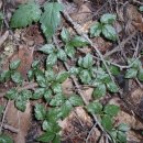 삼싹농장 이미지