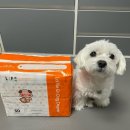 메인독 | 강아지 기저귀 솔직 후기 | 라비앙독 암컷 강아지 기저귀 사용 후기 사이즈 추천