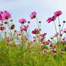 코스모스드림 이미지