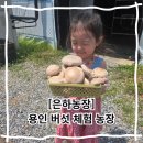경기도 가볼만한 곳 은하농장 용인 아이랑 버섯 아쿠아포닉스 체험 후기