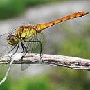 고추잠자리 이미지