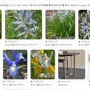 카사미아 이미지