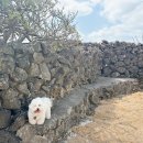 금배네 민박 이미지