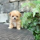 강아지분양 꽃강아지 중랑점 이미지
