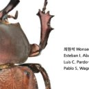 맵시머리