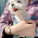 폴짝하우스 | 포항 애견동반 독채펜션 폴짝하우스 내돈내산 후기