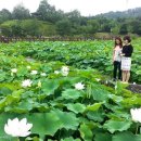 지리산연꽃마을