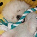 도그패밀리 이미지