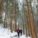 편백나무숲 이미지