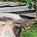 금두꺼비 이미지