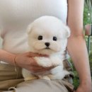 미유펫 강아지고양이 구미점 이미지