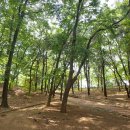 가락지구대 이미지