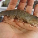 청정해역 이미지