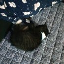 똥꼬네 | 고양이 까망이의 병원 가서 똥꼬 치료받은 후기