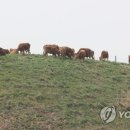 하향농장 이미지