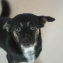 고향보신탕 이미지