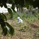 신리할머니 이미지