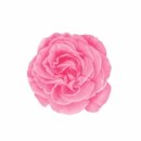 소녀방앗간 마로니에점 이미지