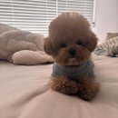 타이니켄넬 이미지