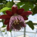 NR-34[장영실로]-하-577 | 2017 여행결산(식물원 수목원)