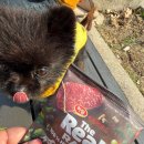 휠링 | 강아지의날 기념 당근 강아지 산책알바 1달 후기(산책알바 준비물/주의사항/꿀팁)