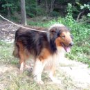 리즈퍼피 이미지