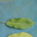 참나무잎 비교(상수리,굴참,갈참,졸참,떡갈,신갈) 특징입니다 이미지