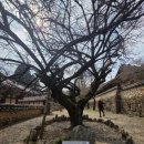 대원사정류장 | 연곡사 ~ 선암사 ~ 대원사 (2026.03.12.)