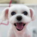 동래 강아지 미용실 단비네펫살롱 말티즈 여름미용