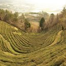 천보다원 이미지