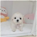 행복한강아지 이미지