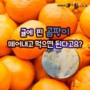 곰팡이 난 귤@@ 이미지