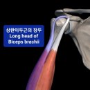 안바핏