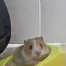 골든햄스터분양 햄츠비 | 반려 햄스터 골든햄스터 분양 후기 서울 공릉 달빛햄스터리 예약 분양비 용품 구입