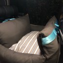 타요타요 펫택시 이미지