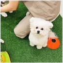 김해유치원 | 김해애견유치원 맘바이 확실한 후기