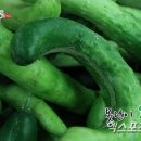 모참치 이미지