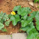 새소리농장 이미지