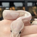 파충류샵 렙타일스테이션 이미지